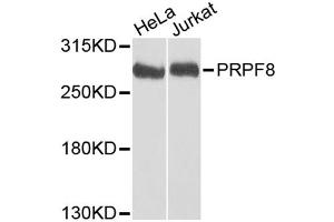 Western blot analysis of extracts of various cell lines, using PRPF8 antibody (ABIN5973594) at 1/1000 dilution. (PRPF8 Antikörper)