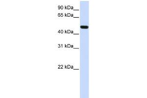 WB Suggested Anti-FOXA1 Antibody Titration:  0. (FOXA1 Antikörper  (N-Term))
