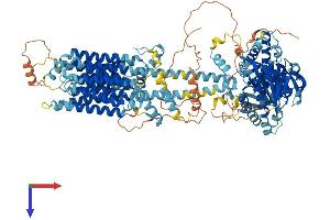 ADCY3 Protein (AA 1-1145) (His tag)