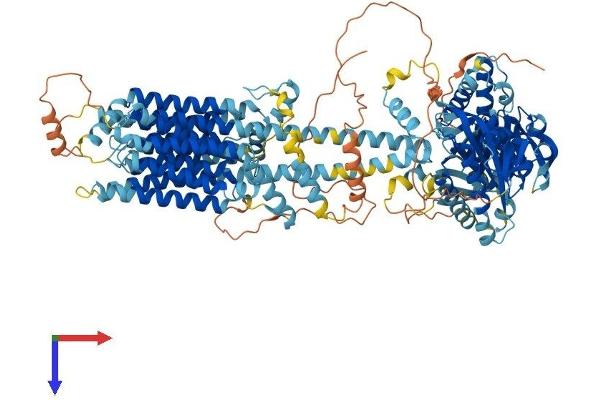 ADCY3 Protein (AA 1-1145) (His tag)