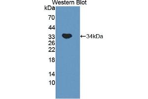 Detection of Recombinant MYO1G, Mouse using Polyclonal Antibody to Myosin IG (MYO1G) (MYO1G Antikörper  (AA 754-1018))