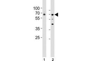 Western Blotting (WB) image for anti-Lamin A/C (LMNA) (AA 465-498) antibody (ABIN3031584)