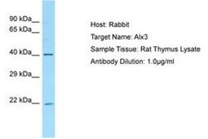 Image no. 1 for anti-ALX Homeobox 3 (ALX3) (AA 51-100) antibody (ABIN6749821)