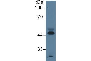 Detection of APOA4 in Human Serum using Monoclonal Antibody to Apolipoprotein A4 (APOA4) (APOA4 Antikörper  (AA 21-382))