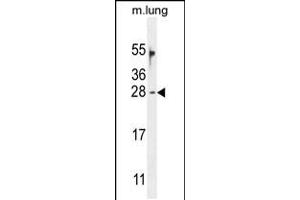 Western blot analysis in mouse lung tissue lysates (35ug/lane). (OAZ2 Antikörper  (C-Term))