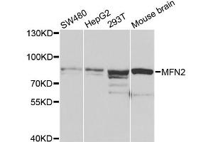 Western blot analysis of extracts of various cell lines, using MFN2 antibody (ABIN4904362) at 1:1000 dilution. (MFN2 Antikörper)