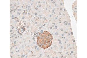 Immunohistochemistry of paraffin-embedded Mouse pancreas using PDP2 Polyclonal Antibody at dilution of 1:100 (40x lens). (PDP2 Antikörper)