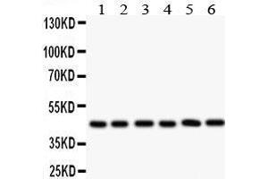 Anti- IL2RA antibody, Western blotting All lanes: Anti IL2RA  at 0. (CD25 Antikörper  (N-Term))