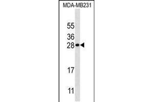 Western blot analysis in MDA-MB231 cell line lysates (35ug/lane). (Kallikrein 7 Antikörper  (AA 67-97))