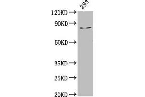 Western Blot Positive WB detected in: 293 whole cell lysate All lanes: LAS1L antibody at 3. (LAS1L Antikörper  (AA 490-565))