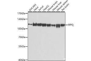 Western blot analysis of extracts of various cell lines using SFPQ Polyclonal Antibody at dilution of 1:1000. (SFPQ Antikörper)