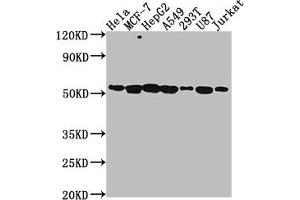 Western Blot Positive WB detected in: Hela whole cell lysate, MCF-7 whole cell lysate, HepG2 whole cell lysate, A549 whole cell lysate, 293T whole cell lysate, U87 whole cell lysate, Jurkat whole cell lysate All lanes: PRAMEF6 antibody at 1:2000 Secondary Goat polyclonal to rabbit IgG at 1/50000 dilution Predicted band size: 55 kDa Observed band size: 55 kDa (PRAMEF6 Antikörper  (AA 209-476))