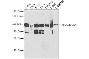 Western blot analysis of extracts of various cell lines, using KIF2C/MCAK antibody (ABIN6128155, ABIN6142869, ABIN6142870 and ABIN6221103) at 1:1000 dilution.