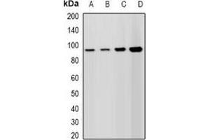 Western blot analysis of Lsh expression in A549 (A), HepG2 (B), mouse spleen (C), rat testis (D) whole cell lysates.