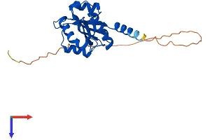 NAA11 Protein (AA 1-229) (His tag)