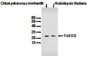 Image no. 1 for anti-Chloroplastic Fe-Dependent Superoxide Dismutase (FeSOD) antibody (ABIN2749232) (FeSOD Antikörper)