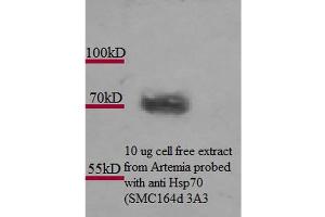 Western Blot analysis of Artemia franciscanna (brine shrimp) cell lysates showing detection of Hsp70 protein using Mouse Anti-Hsp70 Monoclonal Antibody, Clone 3A3 . (HSP70 Antikörper  (PE))