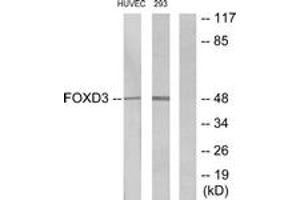 Western blot analysis of extracts from HuvEc/293 cells, using FOXD3 Antibody. (FOXD3 Antikörper  (AA 211-260))