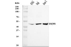 Western blot analysis of EIF3E using anti-EIF3E antibody (ABIN7600190).