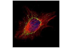 Immunofluorescence (IF) image for anti-Adaptor-Related Protein Complex 1, sigma 2 Subunit (AP1S2) (full length) antibody (ABIN2856670)