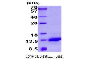 NADH Dehydrogenase (Ubiquinone) 1 alpha Subcomplex, 2, 8kDa (NDUFA2) (AA 1-99) protein (His tag)