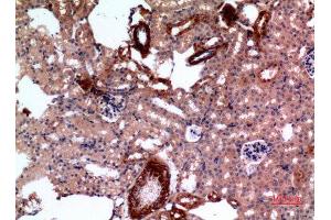 Immunohistochemistry (IHC) analysis of paraffin-embedded Mouse Kidney, antibody was diluted at 1:100.