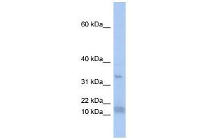 SF3B14 antibody used at 1 ug/ml to detect target protein. (Pre-mRNA Branch Site Protein p14 (SF3B14) (N-Term) Antikörper)