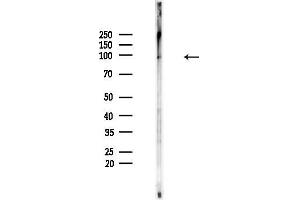 Western blot analysis of lysates from Mouse brain, using Phospho-UHRF1 (Ser311) Antibody at 1/1000 dilution.