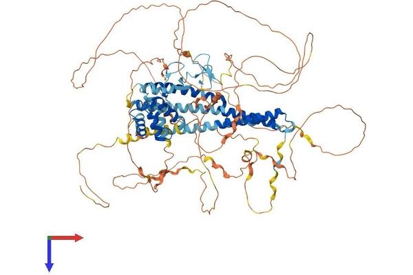 MICAL-Like 1 Protein (MICALL1) (AA 1-870) (His tag)