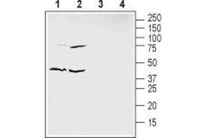 Western blot analysis of mouse enriched brain membranes (lanes 1 and 3) and human HT-29 colon adenocarcinoma cells lysate (lanes 2 and 4): - 1,2. (Ephrin B1 Antikörper  (Extracellular Domain))