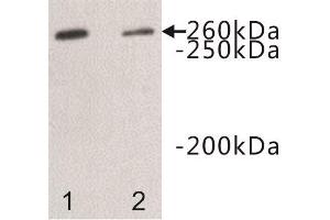 Western Blotting (WB) image for anti-Dopey Family Member 2 (DOPEY2) antibody (ABIN1854968) (DOPEY2 Antikörper)