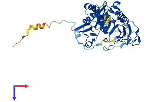 GALT Protein (AA 1-379) (His tag)
