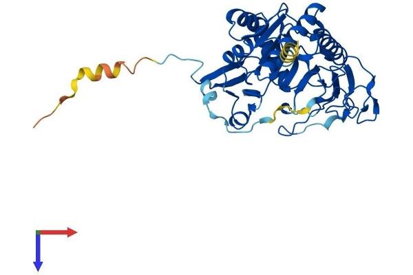 GALT Protein (AA 1-379) (His tag)