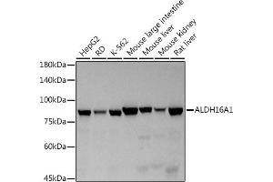 Western blot analysis of extracts of various cell lines, using (ABIN7265537) at 1:500 dilution. (ALDH16A1 Antikörper)