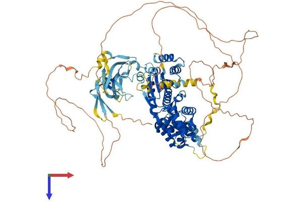 ORC1 Protein (AA 1-861) (His tag)