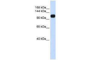 KIAA0692 antibody used at 1 ug/ml to detect target protein. (ANKLE2 Antikörper  (Middle Region))