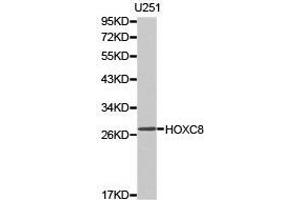Western Blotting (WB) image for anti-Homeobox C8 (HOXC8) antibody (ABIN1873076) (HOXC8 Antikörper)
