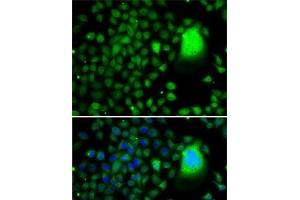 Immunofluorescence analysis of A-549 cells using TAF5 Polyclonal Antibody (TAF5 Antikörper)