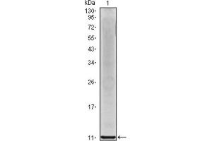Western Blotting (WB) image for anti-Interleukin 8 (IL8) antibody (ABIN1844064) (IL-8 Antikörper)