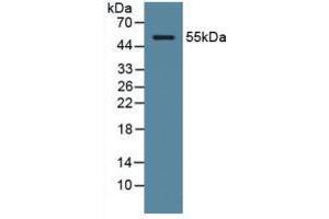 Figure. (ODC1 Antikörper  (AA 15-259))