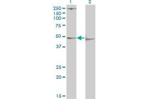 Western Blot analysis of PDK3 expression in transfected 293T cell line by PDK3 monoclonal antibody (M01), clone 2B11.