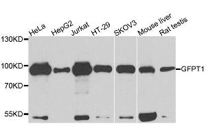 Western blot analysis of extracts of various cell lines, using GFPT1 antibody. (GFPT1 Antikörper  (AA 1-150))