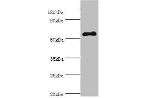 Western blot All lanes: SEMG1 antibody at 4 μg/mL + Mouse gonad tissue Secondary Goat polyclonal to rabbit IgG at 1/10000 dilution Predicted band size: 53, 46 kDa Observed band size: 53 kDa (SEMG1 Antikörper  (AA 24-310))