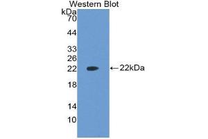 Western Blotting (WB) image for anti-Vascular Endothelial Growth Factor A (VEGFA) (AA 27-190) antibody (ABIN1860928) (VEGFA Antikörper  (AA 27-190))