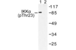 Image no. 1 for anti-conserved Helix-Loop-Helix Ubiquitous Kinase (CHUK) (pThr23) antibody (ABIN318047) (IKK alpha Antikörper  (pThr23))