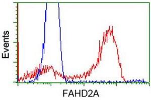 HEK293T cells transfected with either RC211128 overexpress plasmid (Red) or empty vector control plasmid (Blue) were immunostained by anti-FAHD2A antibody (ABIN2453023), and then analyzed by flow cytometry. (FAHD2A Antikörper)