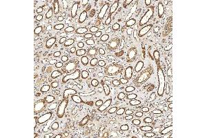 IHC analysis of Syntenin 2/SDCBP2 using anti-Syntenin 2/SDCBP2 antibody (ABIN7600017). (SDCBP2 Antikörper  (AA 14-292))