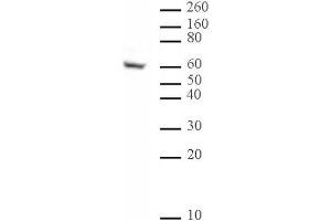 Ikaros antibody (mAb) (Clone 2A9) tested by Western blot.