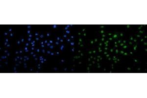 IF analysis of U2AF65/U2AF2 using anti-U2AF65/U2AF2 antibody (ABIN7600795).