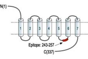 Representative domain view of the target of ABIN7884793.